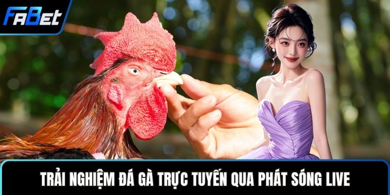 Trải nghiệm đá gà trực tuyến qua phát sóng live